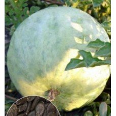 Watermelon seeds White 3 g