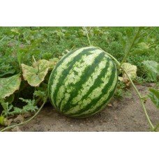 Watermelon seeds Scarb 3 g