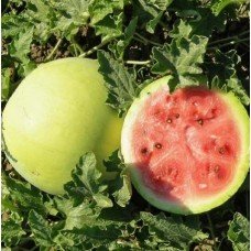 Watermelon seeds Snowball 3 g