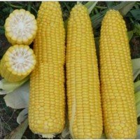 Corn seeds Extra sweet 25 g