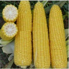 Corn seeds Extra sweet 25 g