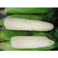 Corn seeds Sugar white 25 g