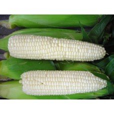 Corn seeds Sugar white 25 g