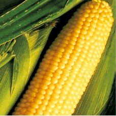 Corn seeds Sugar yellow 25 g