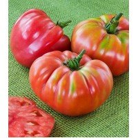 Seeds of large-fruited salad tomato Spanish giant 30 seeds