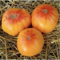 Seeds of large-fruited salad tomato Apricot jam 15 seeds