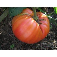 Seeds of large-fruited salad tomato Australian 15 seeds