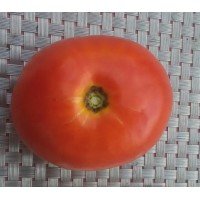 Seeds of large-fruited salad tomato Accelerate 30 seeds