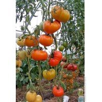 Seeds of large-fruited salad tomato Altai orange 30 seeds