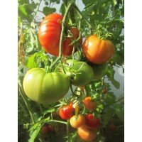Seeds of large-fruited salad tomato Altai masterpiece 30 seeds
