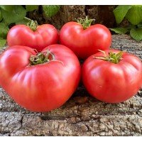 Seeds of large-fruited salad tomato Alice (Alice) 15 seeds