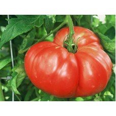 Seeds of large-fruited salad tomato Amish 15 seeds
