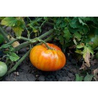 Seeds of large-fruited salad tomato Pineapple 30 seeds