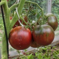 Seeds of large-fruited salad tomato Antonovka black 15 seeds