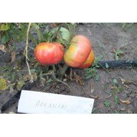 Large-fruited salad tomato seeds Arkansas 15 seeds