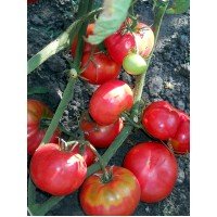 Seeds of large-fruited salad tomato Grandma's secret 30 seeds