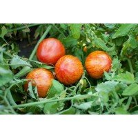 Seeds of large-fruited salad tomato Bulgarian pearl 30 seeds