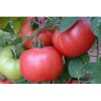 Seeds of large-fruited salad tomato Boyarynya 30 seeds