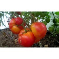 Seeds of large-fruited salad tomato Bethlehem fire 30 seeds