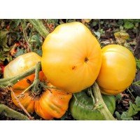 Seeds of large-fruited salad tomato Hawaiian pineapple 30 seeds