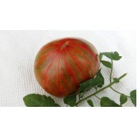 Large Fruited Salad Tomato Seeds Harvard Square 15 Seeds