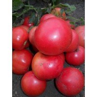 Seeds of large-fruited salad tomato Glasha 30 seeds