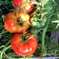 Seeds of large-fruited salad tomato Globemaster 30 seeds