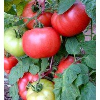 Seeds of large-fruited salad tomato Dutchman 15 seeds