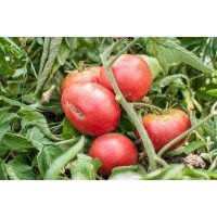Large-fruited salad tomato seeds Giant early 30 seeds