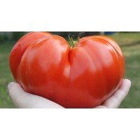 Seeds of large-fruited salad tomato Dalbenga 30 seeds
