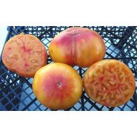 Seeds of large-fruited salad tomato Yellow variegated Carmela 15 seeds