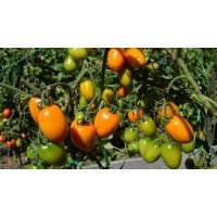 Seeds of large-fruited salad tomato Golden Fleece 30 seeds