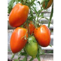Seeds of large-fruited salad tomato Koenigsberg 30 seeds