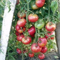 Seeds of large-fruited salad tomato Korneevsky 30 seeds