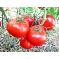 Large-fruited salad tomato seeds King 30 seeds