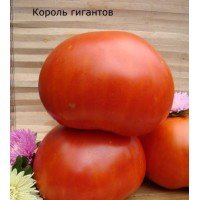 Seeds of large-fruited salad tomato King of Giants 60 seeds