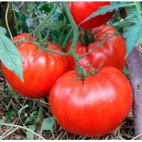 Seeds of large-fruited salad tomato King Kong (King Kong) 15 seeds