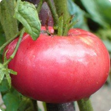 Seeds of large-fruited salad tomato Mag 15 seeds