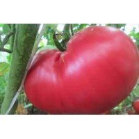 Seeds of large-fruited salad tomato Raspberry giant 15 seeds
