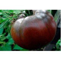 Seeds of large-fruited salad tomato Medellina 15 seeds