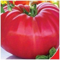 Seeds of large-fruited salad tomato Millionaire 15 seeds