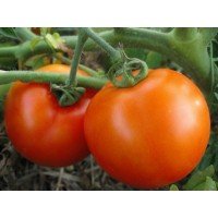 Seeds of large-fruited salad tomato Mirage 30 seeds