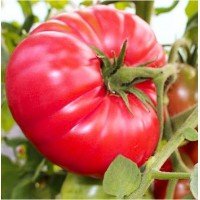 Seeds of large-fruited salad tomato Pink Behemoth 15 seeds