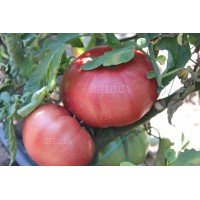 Seeds of large-fruited salad tomato Pink Blyan 30 seeds