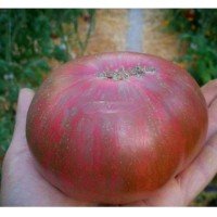 Large-fruited salad tomato seeds Dark Queen 15 seeds