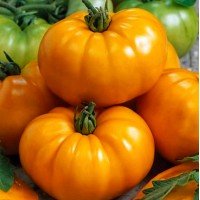 Seeds of large-fruited salad tomato Texas (Texas) 15 seeds