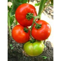 Seeds of large-fruited salad tomato Furor F1 10 seeds