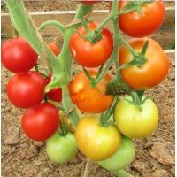 Seeds of large-fruited salad tomato Apple saved 30 seeds