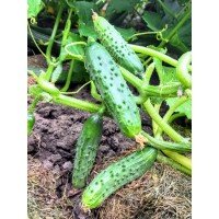 Set of tomatoes 