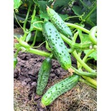 Set of tomatoes 